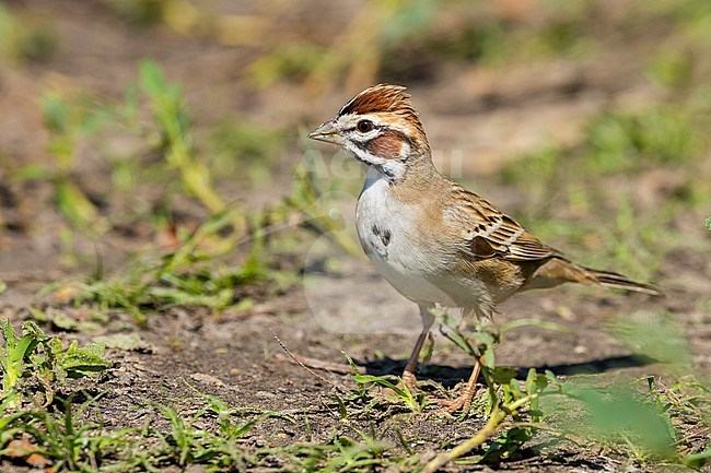Adult Lark Sparrow, Chondestes grammacus
Galveston Co., TX stock-image by Agami/Brian E Small,