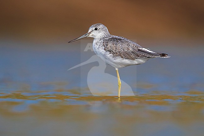 Common Greenshank (Tringa nebularia) standing in a shallow pond in Italy. Standing on one leg. stock-image by Agami/Daniele Occhiato,