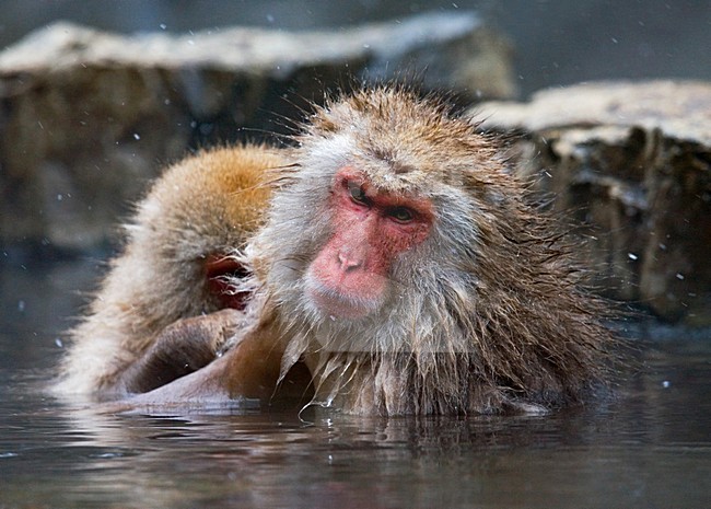 Japanse Makaak in warmwaterbron; Japanese Macaque in hotspring stock-image by Agami/Marc Guyt,