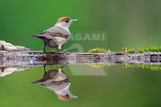 Zwartkop vrouw zittend bij drinkvijver; Blackcap female perched at drinking pool stock-image by Agami/Marc Guyt,