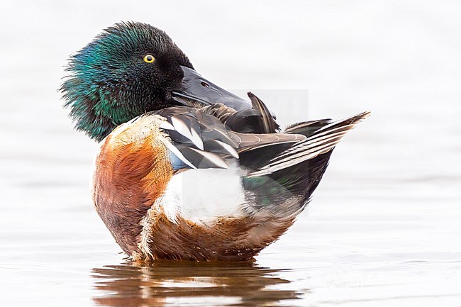 Preening male Northern Shoveler (Anas clypeata) on the shore of a freshwater lake in the Netherlands. stock-image by Agami/Hans Germeraad,