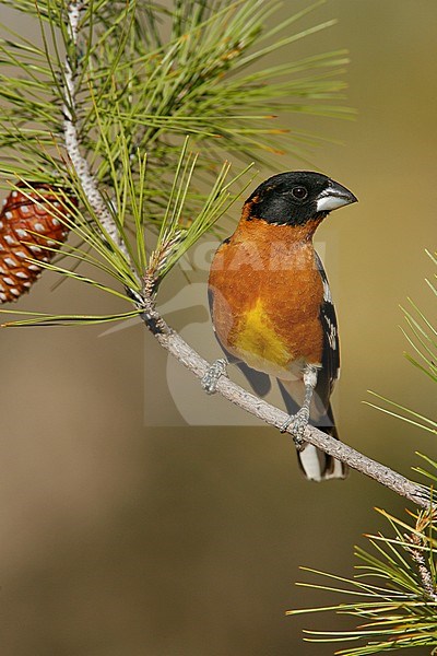 Adult male
Kern Co., CA
May 2007 stock-image by Agami/Brian E Small,
