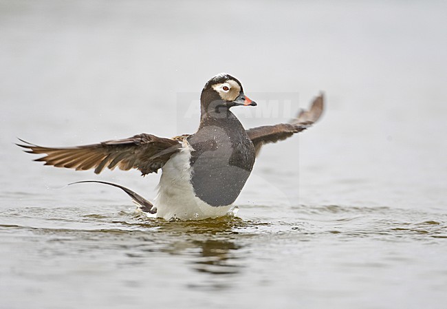IJseenden zwemmend; Long-tailed Duck swimming stock-image by Agami/Markus Varesvuo,