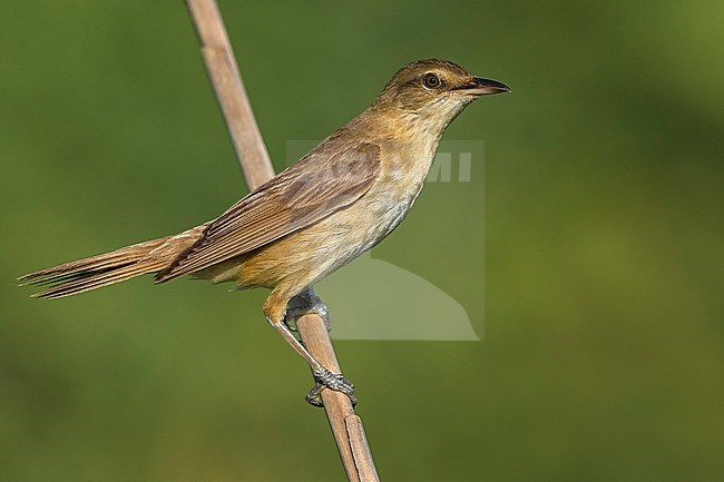 Great Reed Warbler (Acrocephalus arundinaceus) during late summer in Italy. stock-image by Agami/Daniele Occhiato,