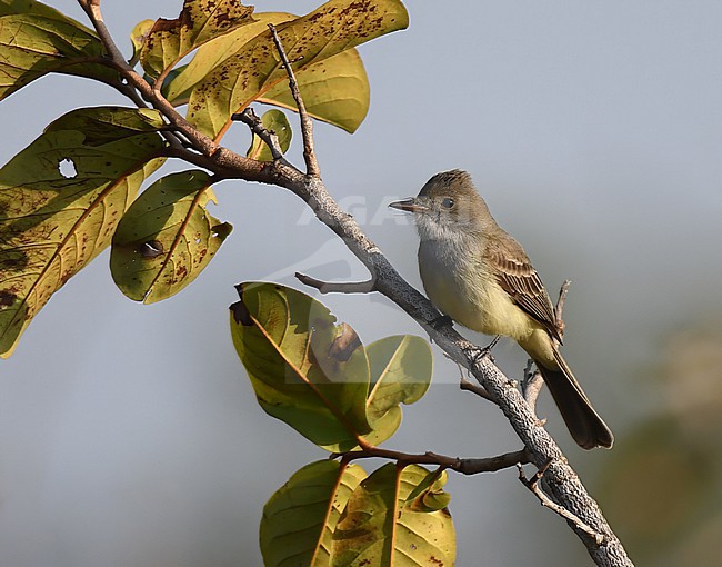 Swainson's Flycatcher (Myiarchus swainsoni) in Brazil. stock-image by Agami/Laurens Steijn,