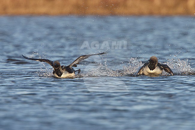 displaying their breeding rituals on a pond near Churchill Manitoba, Canada. stock-image by Agami/Glenn Bartley,
