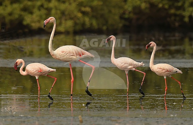 Three Lesser Flamingos (Phoeniconaias minor) with one Greater Flamingo (Phoenicopterus roseus) at the coast of Jazan, Saudi Arabia. stock-image by Agami/Eduard Sangster,