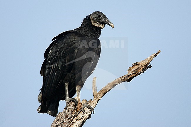 Adult
Osceola Co., FL
February 2006 stock-image by Agami/Brian E Small,