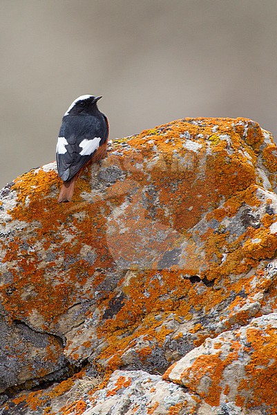 Man Witkruinroodstaart op rots met korstmos, Male White-winged Redstart on mossy rock stock-image by Agami/David Monticelli,