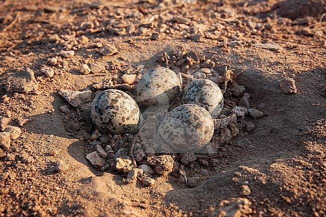 Nest with clutch of eggs from Spur-wingend Lapwing (Vanellus spinosus) situated on the golf course of the Steigenberger hotel complex in Egypt. stock-image by Agami/Edwin Winkel,