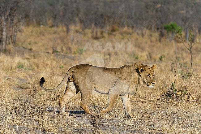 Portrait of a sub-adult male lion, Panthera leo, walking. Savute Marsh, Chobe National Park, Botswana. stock-image by Agami/Sergio Pitamitz,