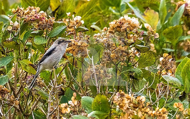 First -winter Northern Shrike perched on hydrangeas in Caldera of Corvo, Azores, Portugal. October 19, 2014. First for WP. stock-image by Agami/Vincent Legrand,