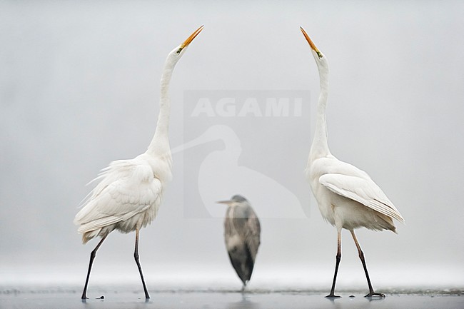 Twee Grote Zilverreigers in dreighouding; Two Great Egrets in a Mexican standoff stock-image by Agami/Bence Mate,