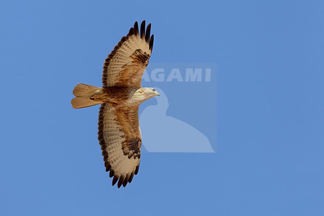 Arendbuizerd in vlucht; Long-legged Buzzard in flight stock-image by Agami/Daniele Occhiato,