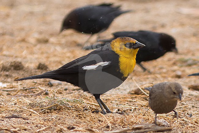 Adult male Yellow-headed Blackbird, Xanthocephalus xanthocephalus, during autumn migration in the USA. stock-image by Agami/Steve Howell,