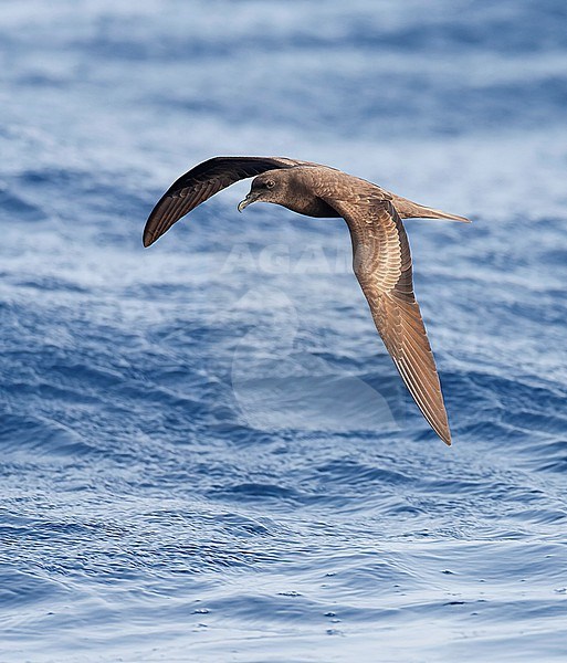 Bulwer's Petrel (Bulweria bulwerii) flying over the Atlantic Ocean off Madeira, Portugal. stock-image by Agami/Marc Guyt,