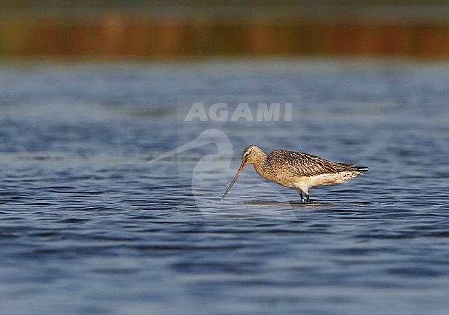 Reddish type Bar-tailed Godwit (Limosa lapponica) foraging in shallow water at Vestsjælland in Denmark. stock-image by Agami/Helge Sorensen,