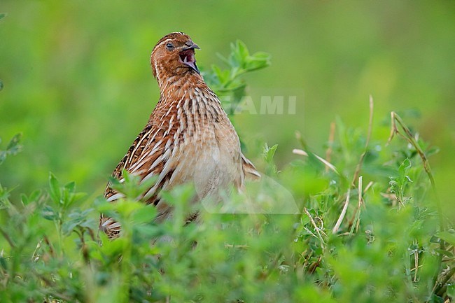 Common Quail (Coturnix coturnix), adult male singing in an Alfalfa field stock-image by Agami/Saverio Gatto,