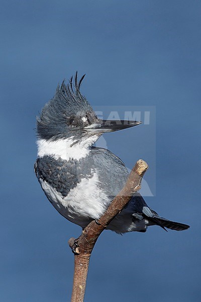 Adult male Belted Kingfisher (Megaceryle alcyon) perched on a stick in  San Diego Co., California, USA during January 2016. stock-image by Agami/Brian E Small,