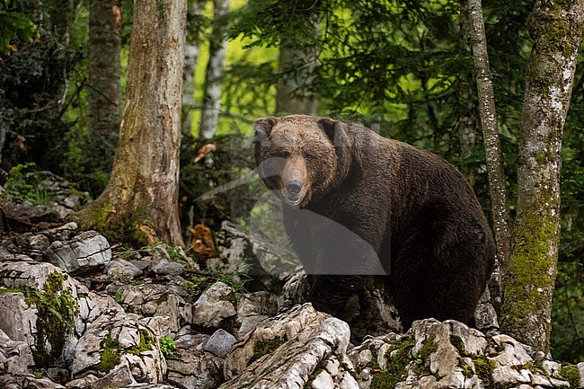 A European brown bear, Ursus arctos, standing and looking at the camera. Notranjska, Slovenia stock-image by Agami/Sergio Pitamitz,
