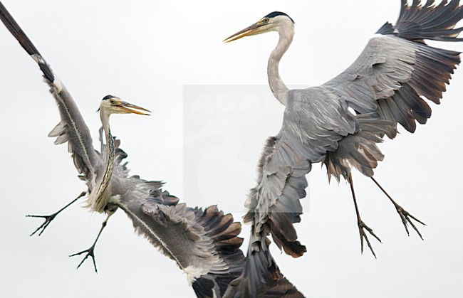 Blauwe Reiger vechtend; Grey Heron fighting stock-image by Agami/Bence Mate,