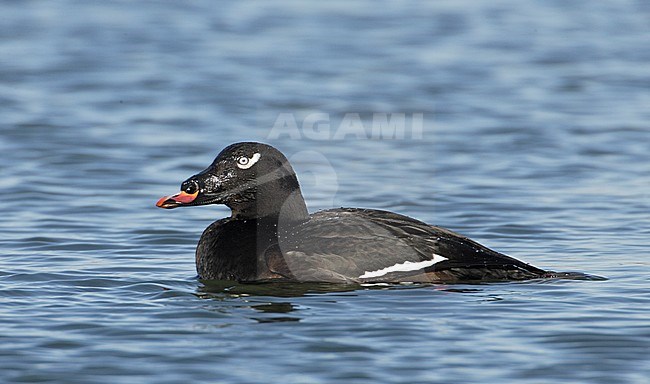 Mannetje Pacifische Grote Zee-eend, Male White-winged Scoter stock-image by Agami/Mike Danzenbaker,