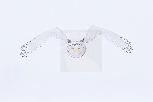 Snowy Owl (Bubo scandiacus) in snow covered landscape in Ontario Canada. stock-image by Agami/Marcel Burkhardt,