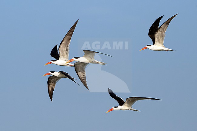 Indian Skimmer, Rynchops albicollis, in India. stock-image by Agami/Dani Lopez-Velasco,