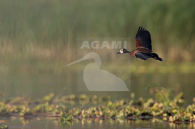 Adult White-faced Whistling Duck (Dendrocygna viduata) in flight above Lake Chamo in Ethiopia stock-image by Agami/Mathias Putze,