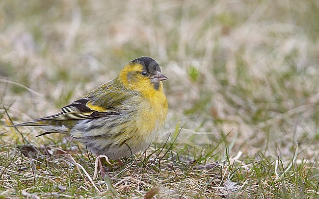 Eurasian Siskin (Carduelis spinus) Utö Finland April 2017 stock-image by Agami/Markus Varesvuo,