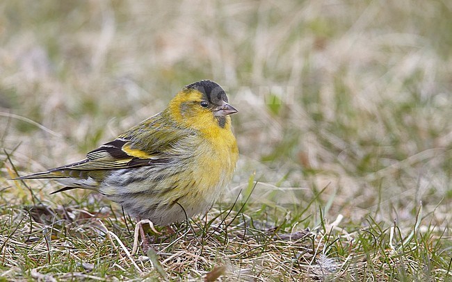 Eurasian Siskin (Carduelis spinus) Utö Finland April 2017 stock-image by Agami/Markus Varesvuo,