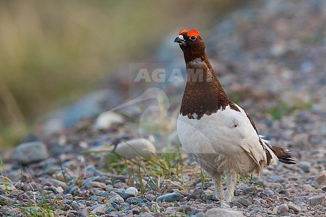 Willow Ptarmigan (Lagopus lagopus), adult male standing on the ground stock-image by Agami/Saverio Gatto,