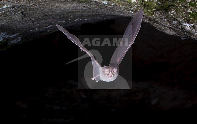 Paarse Hoefijzerneus verlaat grot,  Mediterranean Horseshoe Bat leaving cave stock-image by Agami/Theo Douma,