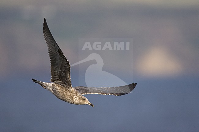 Atlantic Yellow-legged Gull, Atlantische Geelpootmeeuw stock-image by Agami/Marc Guyt,