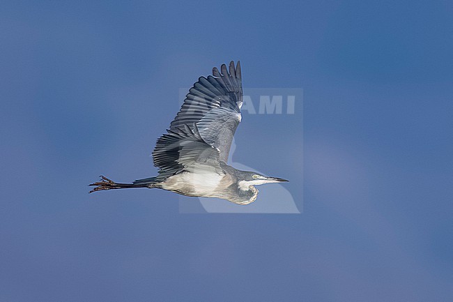 Immature Black-headed Heron (Ardea melanocephala) flying over Mindelo sewage ponds, Mindelo, Sao Vicente, Cape Verde. stock-image by Agami/Vincent Legrand,