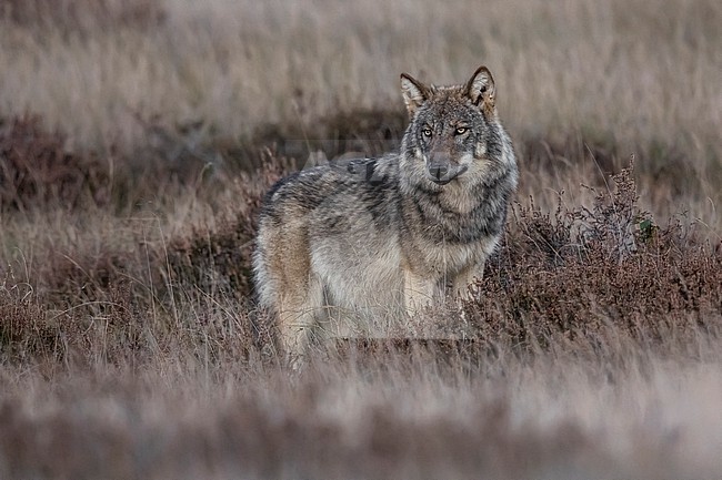  stock-image by Agami/Vincent Legrand,