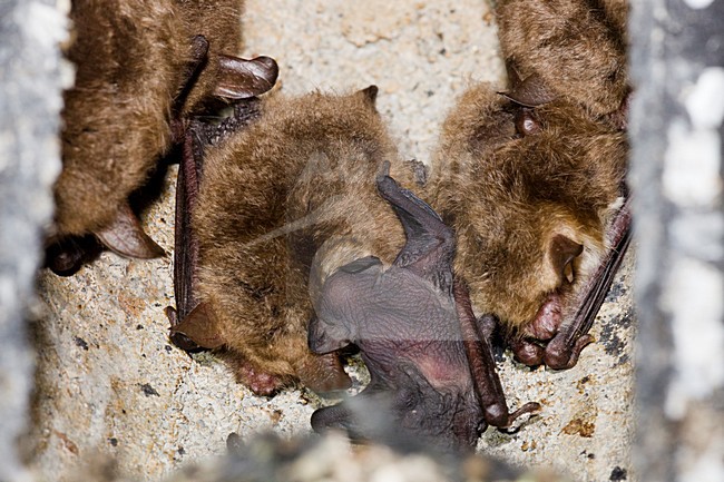 Franjestaarten in vleermuiskast met jongen, Natterer's bat in batbox with juvenile stock-image by Agami/Theo Douma,