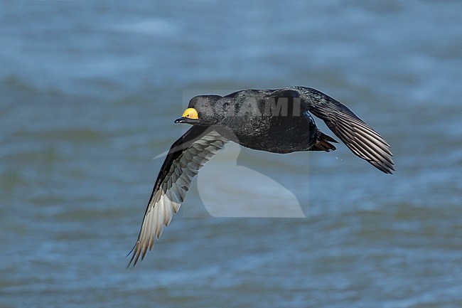 Adult male Black Scoter (Melanitta americana) in flight over Atlantic Ocean, Ocean County, New Jersey, USA. stock-image by Agami/Brian E Small,