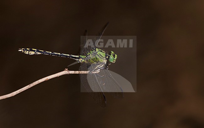 Imago Gaffellibel; Adult Green Snaketail; Adult Green Clubtail stock-image by Agami/Fazal Sardar,