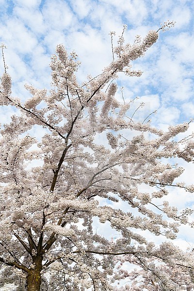 Flowering Prunus tree against cloudy sky in spring stock-image by Agami/Caroline Piek,