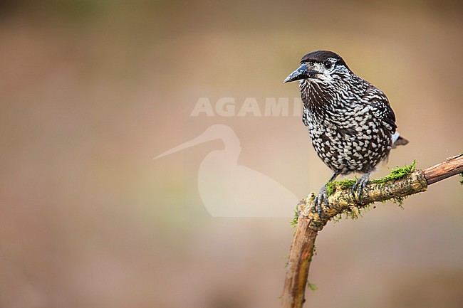 Spotted Nutcracker (Nucifraga caryocatactes) in urban area in Wageningen in the Netherlands. stock-image by Agami/Wil Leurs,
