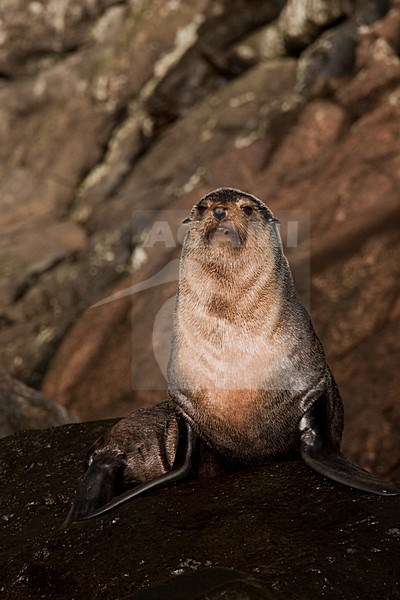 Subantarctische zeebeer op rotsen, Subantarctic Fur seal on rocks stock-image by Agami/Menno van Duijn,