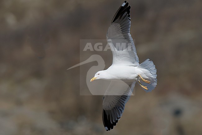 Heuglin's Gull (Larus heuglini), adult bird in flight in Finland stock-image by Agami/Kari Eischer,