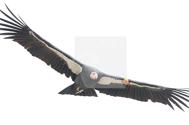 Critically Endangered California Condor (Gymnogyps californianus) in flight along the Californian coast, USA. stock-image by Agami/Marc Guyt,