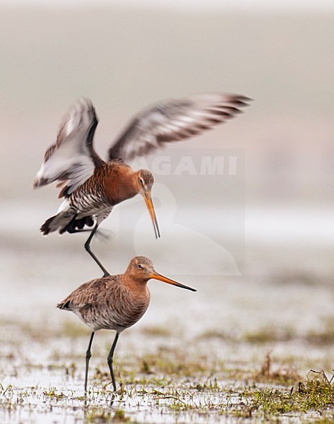 Grutto's op Marken, Black-tailed Godwits on Marken stock-image by Agami/Rob Riemer,