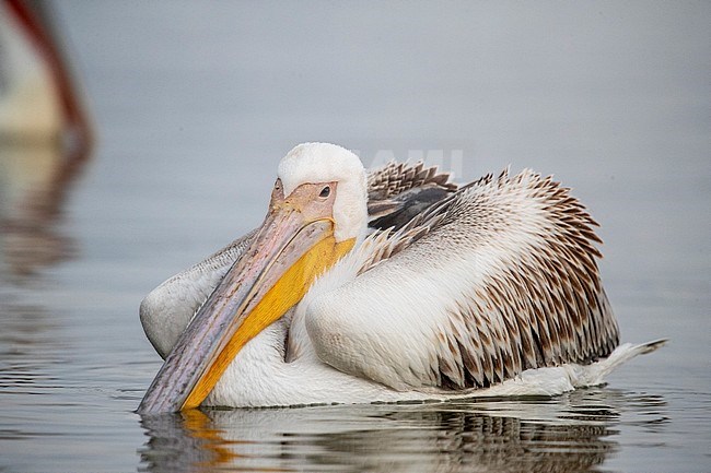 Wintering Great White Pelican (Pelecanus onocrotalus) during late winter in Lake Kerkini, Greece. Immature floating on water surface. stock-image by Agami/Marc Guyt,
