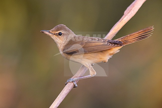 Great Reed warbler, Acrocephalus arundinaceus, in Italy. Perched on a twig. stock-image by Agami/Daniele Occhiato,