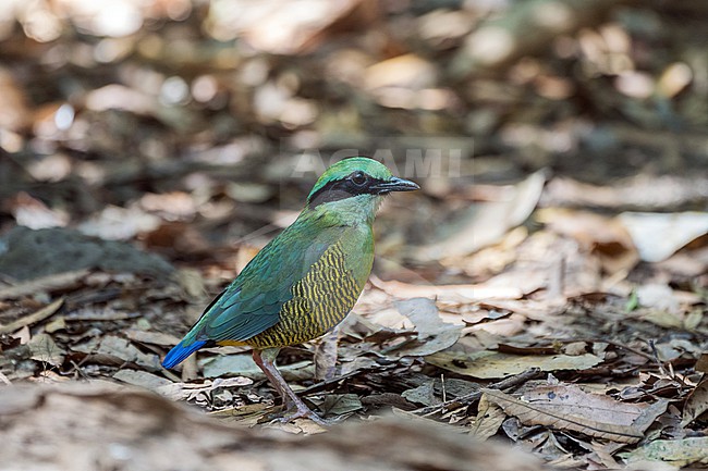 Male Bar-bellied pitta (Hydrornis elliotii) a stunning species of bird in the jungle of South Vietnam. stock-image by Agami/Pete Morris,