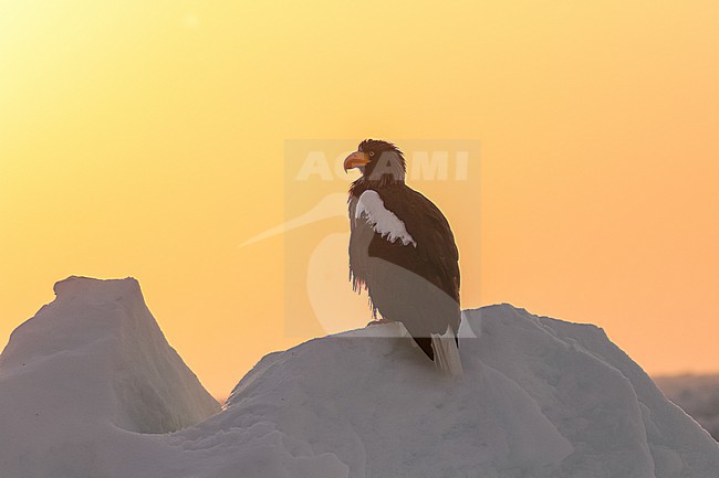 Adult Steller's Sea Eagle, Haliaeetus pelagicus, wintering at Rauso, Hokkaido, Japan. Perched on drift ice in the early morning. stock-image by Agami/Pete Morris,