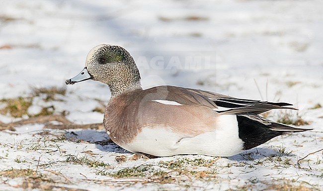 Male American Wigeon (Mareca americana) resting on a snow covered meadow in North America. stock-image by Agami/Ian Davies,
